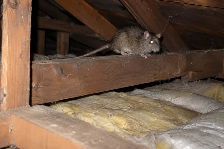 天井裏に住みついたネズミ