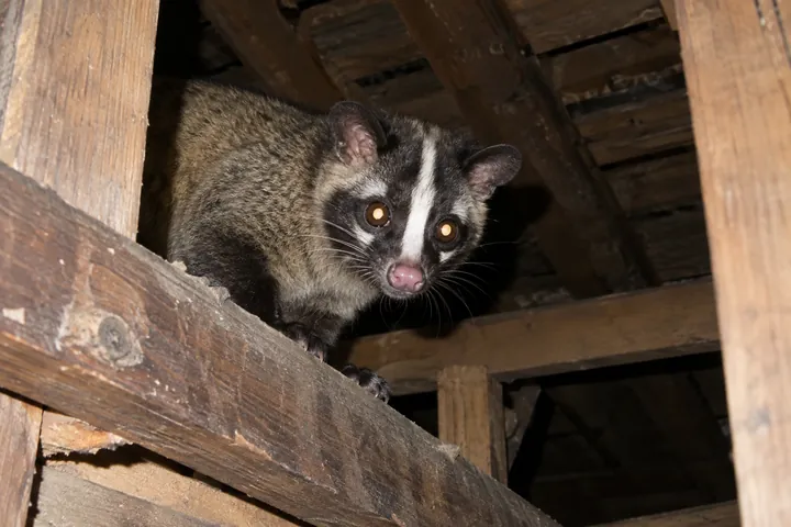 屋根裏に侵入したハクビシン