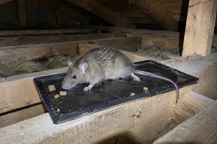 粘着シートで捕獲したネズミ