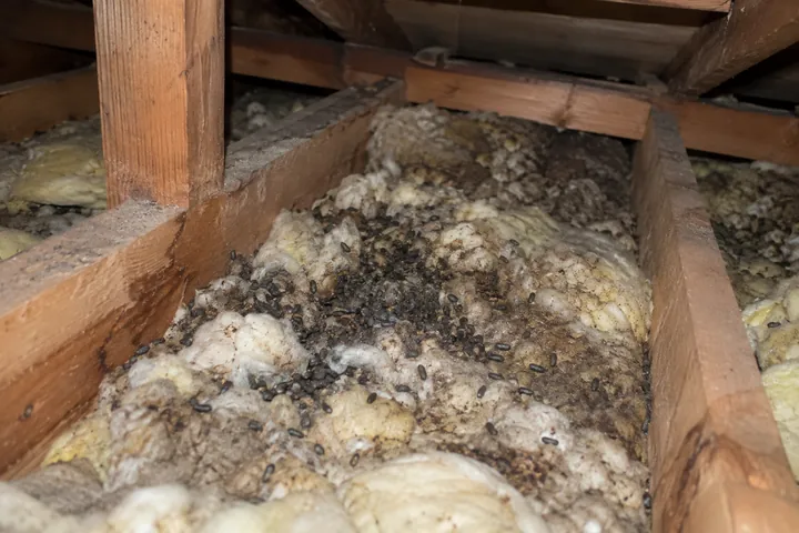 屋根裏にたまったハクビシンのフン